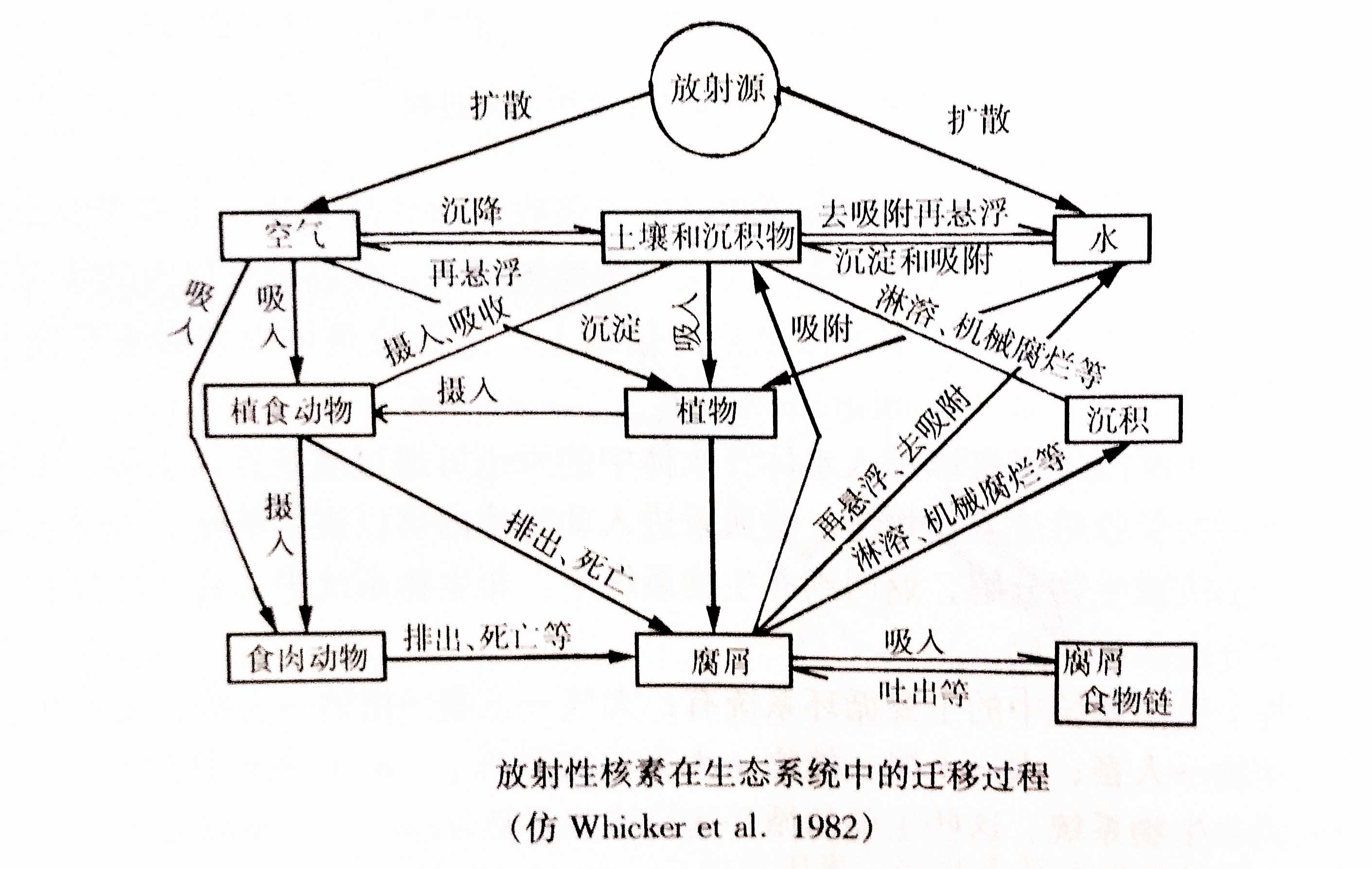 生态系统的物质循环——放射性核素循环